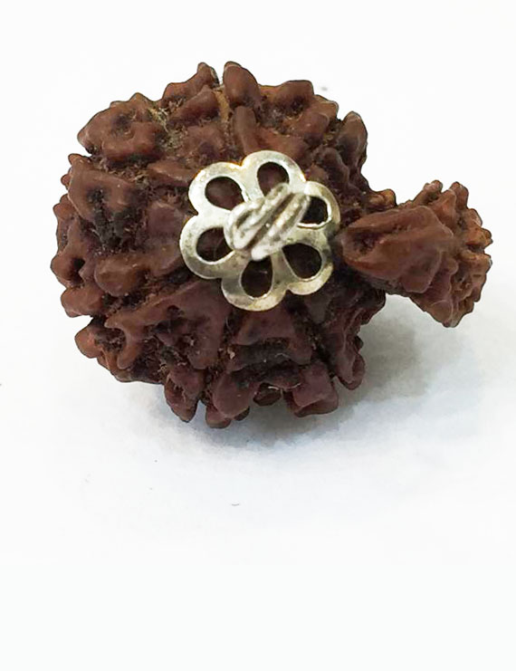 Garbh Gauri Rudraksha Silver Pendant (Nepal Origin)